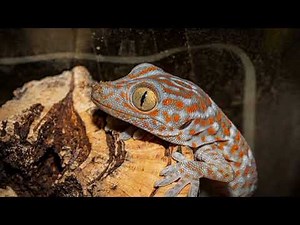 Gecko sound effect|Tokay