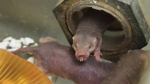 Naked Mole Rat | National Geographic