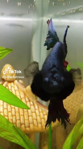 Planet Fishness on TikTok