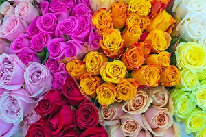 12 rose color meanings to help you pick the perfect blooms every time