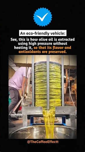 How Olive Oil Is Extracted Without Heat Pure & Natural Process!
