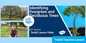 KS1 (Ages 5-7) Science: Trees Video Lesson