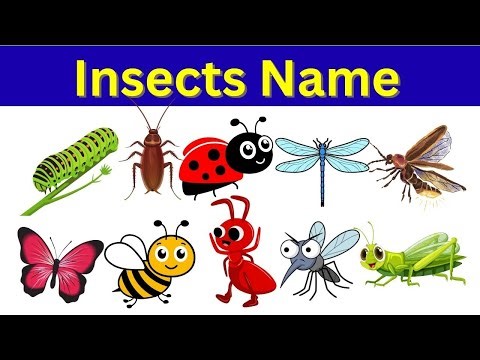 Insects Name in English | 50 Insects Name with Pictures & Pronunciation | Learn Insects for Kids