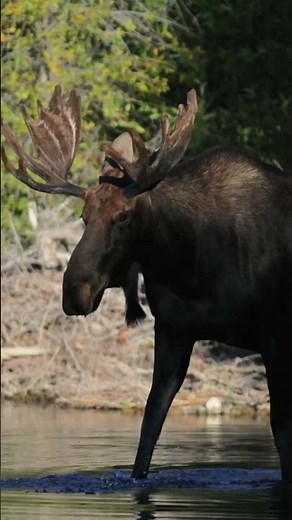 How wolves saved Yellowstone National Park