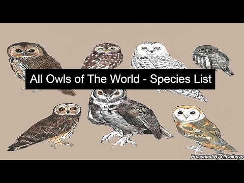 All (261) Owls Species Of The World - Species List