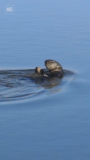 14K views · 79 reactions | Otters use tools to break open their food...