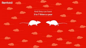 How To Control Rats | Pest Control Direct