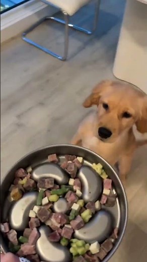 Feeding My Dog the BEST Human-Grade Food 🤍🐶 | Maev Review & Routine