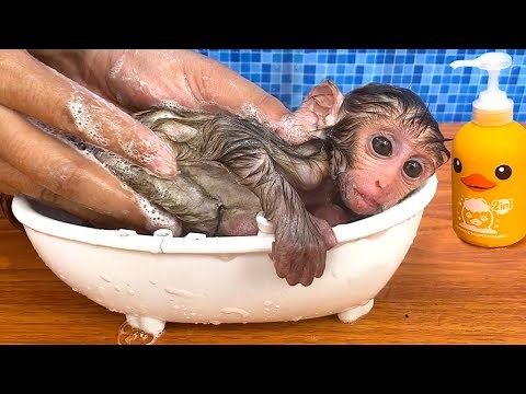 Baby monkey Bon Bon bath in the bathtub and playing with the puppy So cute