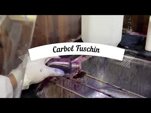 How to stain Acid Fast Bacilli smear by Ziehl - Neelsen technique explained easy and in short.