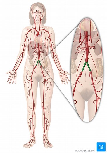 Common iliac artery