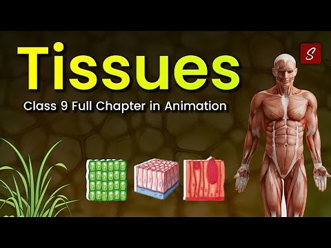 Tissues Class 9 full chapter (Animation) | Class 9 Science Chapter 6 | CBSE | NCERT