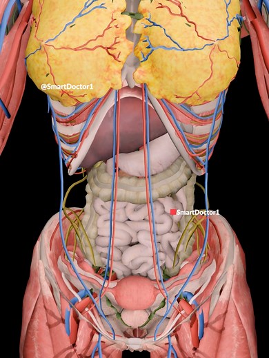 Full Female Anatomy ✨♀️ . . . . . #femaleanatomy #maleanatomy #reproductivesystem #anatomy #anatomía #解剖学 #해부 #anatomia #anatomie #human #pregnancy #baby #heart #pregnant #medicina #doctor #माहवारी #月経 #임신 #妊娠 #gravidez