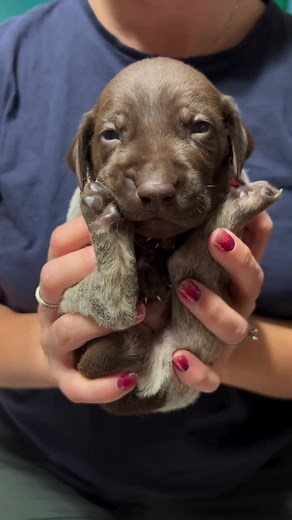 Mythical GSP Reel Pull 227 | German Shorthaired Pointer Highlights
