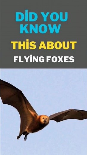The World's Biggest Bats | Flying Foxes and Giant Bats