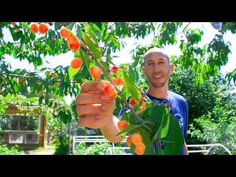 How to Grow Cherries, Complete Growing Guide and Harvest