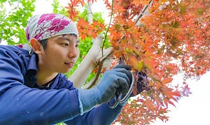 ‘Rules’ that will help you ‘immensely’ when pruning Japanese maples
