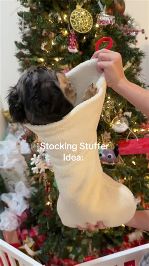 Perfect stocking stuffer idea 😉 #minidachshund #christmasgiftideas #fypシ #stockingstuffer