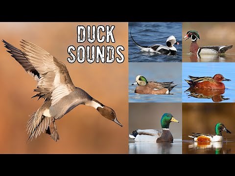 Duck Noises & Duck Identification