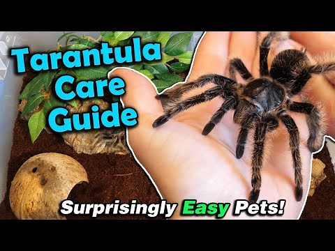 How to Care for Tarantulas!
