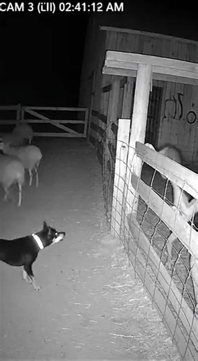 #creatures #horrortok #mysterious #cctv #strange This is so distorted