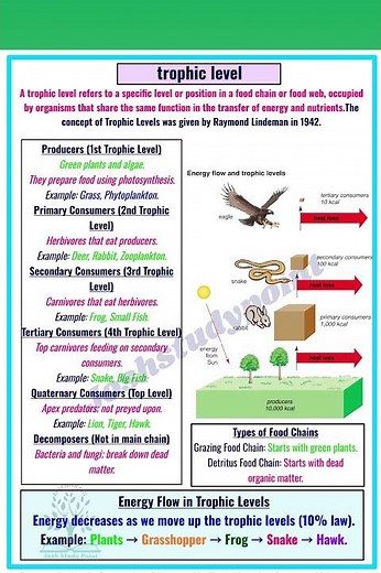 Trophic Levels Explained!