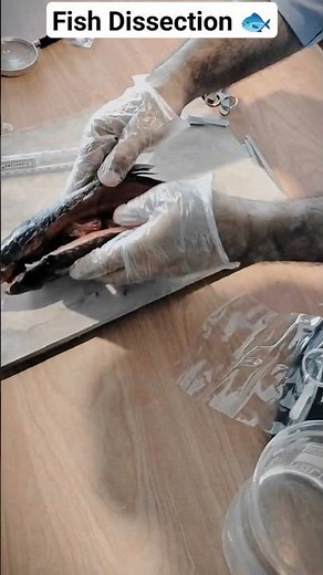 Dissection of Fish 🐠🐟 #study #zoologylectures