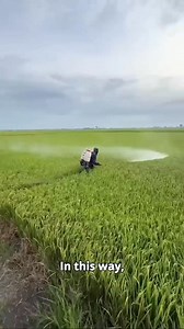 How chinese farmers use a leaf color chart to boast yields | Rowem Tigtig