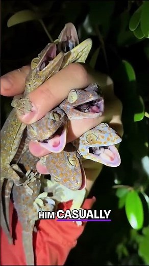 Yoink Man: Barefoot Everglades Python King!