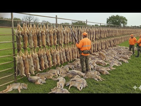 Crazy Moments: How American Hunters and Farmers Use Guns to Deal with Millions of Invading Wolves