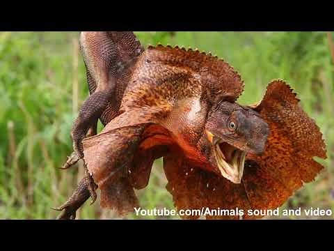 Frilled neck lizard sound and video