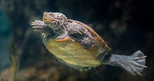 Diamondback Terrapin