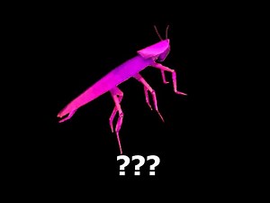 14 Dancing roach Sound Variations in 60 Seconds