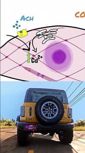 How Do Smooth Muscles Contract? #physiology