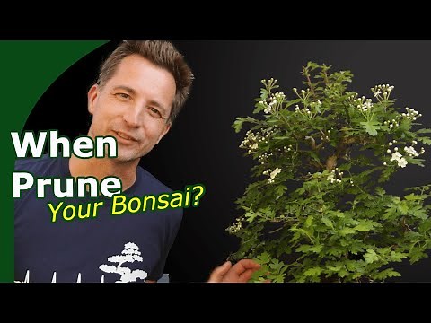 When and how to prune bonsai? (Bonsai Fundamentals)