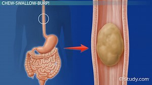 How the Digestive System Works: Lesson for Kids - Video | Study.com