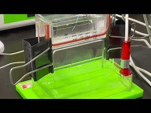 ラット助教の生物物理学実験講座SDS-PAGE