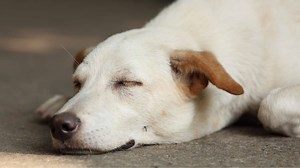 Why Is My Bug Zapper Not Zapping | Four Common Reasons   Troubleshooting Tips