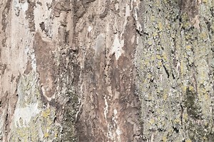 How Do I Know If My Elm Tree Is Dying? — Forest Wildlife