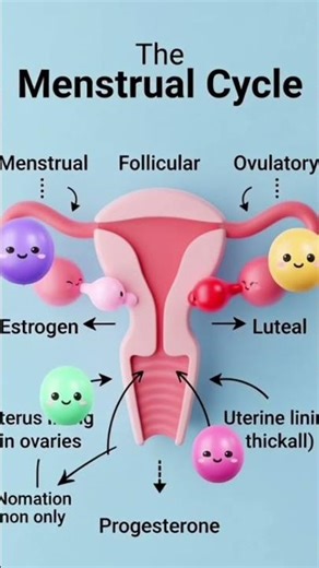 Ever Wondered How Periods Work? 🤔 | 3D Animation