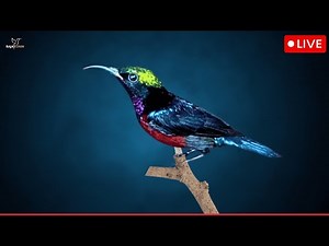 Beautiful Bird Sounds - Hummingbird Breathtaking Nature - Calming Birds Chirping Ambience