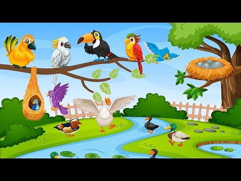 Learn About Birds | Kids Vocabulary About Birds | Senior Kindergarten EVS | CBSE 2024-25