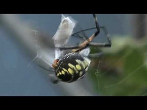 Black and yellow spider captures stinkbug