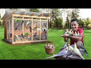 I Successfully breed my Cockatiel Using this Method!! Important Tips to Cockatiel Breeding