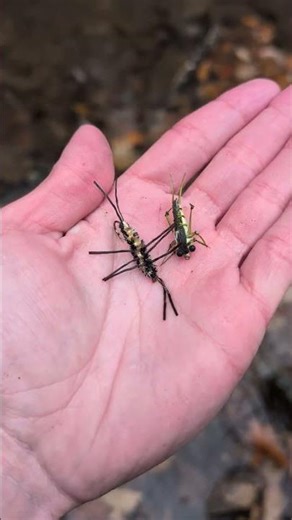 Choosing the best fly pattern!