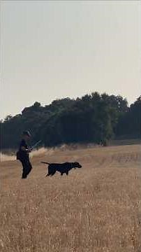 La elegancia del braco alemán, línea Labardena, de Txali de la Ribera Navarra.