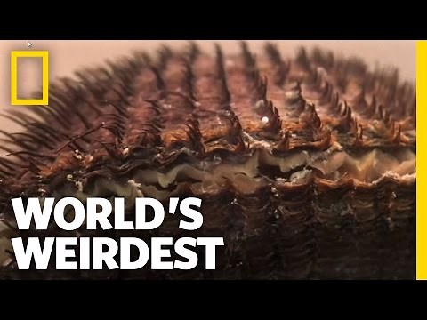 Clams vs. the World | World's Weirdest