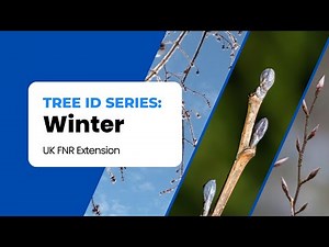 Winter Tree ID