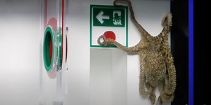 Watch pet octopus complete complex obstacle course, earning her return to home in the wild