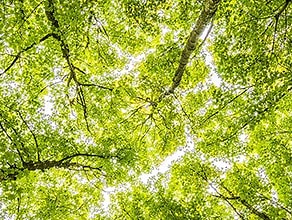 Make a Difference for Our Planet - Get Involved | BBC Earth